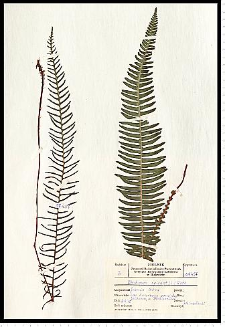 Blechnum spicant (L.) Roth