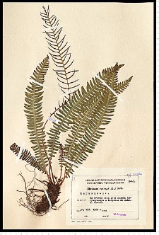 Blechnum spicant (L.) Roth