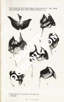 Prace Zoologiczne Polskiego Państwowego Muzeum Przyrodniczego. Tablica XXIII