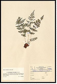 Cystopteris fragilis (L.) Bernh.