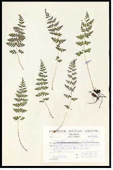 Cystopteris fragilis (L.) Bernh.