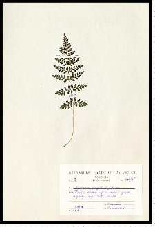 Cystopteris fragilis (L.) Bernh.