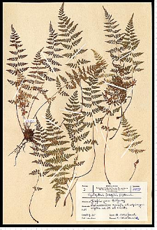 Cystopteris fragilis (L.) Bernh.
