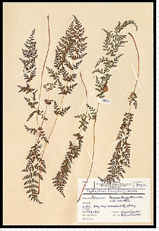 Cystopteris fragilis (L.) Bernh.