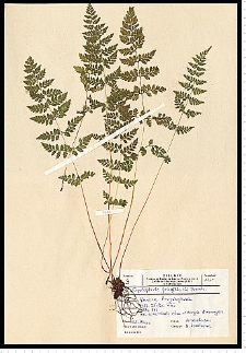Cystopteris fragilis (L.) Bernh.