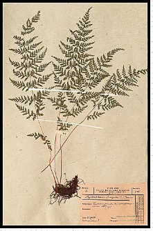 Cystopteris fragilis (L.) Bernh.