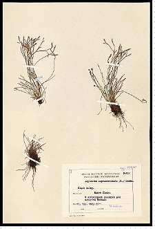 Asplenium septentrionale (L.) Hoffm.