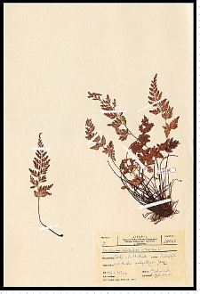 Asplenium adiantum-nigrum L.