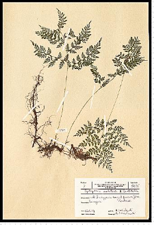 Cystopteris sudetica A. Braun & Milde