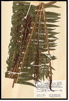 Matteucia struthiopteris (L.) Tod.
