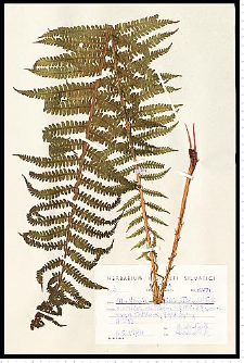 Matteucia struthiopteris (L.) Tod.