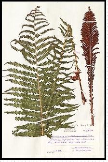 Matteucia struthiopteris (L.) Tod.