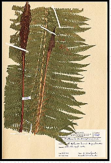 Matteucia struthiopteris (L.) Tod.