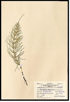 Equisetum arvense L.