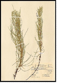 Equisetum arvense L.