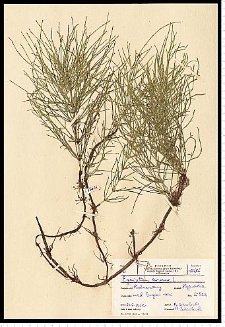Equisetum arvense L.