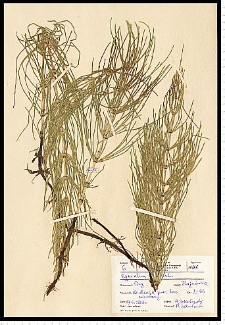 Equisetum arvense L.