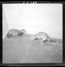 [Tch&oacute;rze w hodowli Maciuś i Dobiesław oraz dwie samiczki(7)]