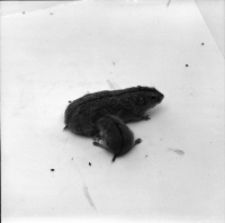 [Clethrionomys glareolus z młodymi(2)]