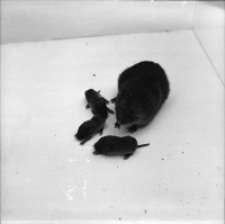 [Zdjęcia gryzoni(2)]