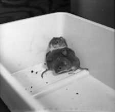 [Clethrionomys glareolus w klatkach(4)]