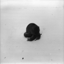 [Zdjęcia gryzoni(6)]