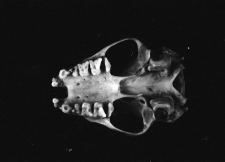 [Czaszka Eptisicus serotimus(3)]