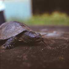 [Ż&oacute;łw błotny znaleziony na szosie do Hajn&oacute;wki 500 m za parkingiem Zwierzyniec]