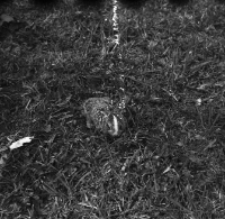 [Zajączek z białym czołem, złapany na polanie przez p. Dackiewicza]