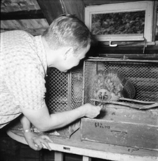 [A. Ruprecht z młodym puszczykiem]