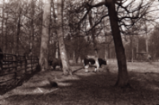 [Fell i żubr Karat]