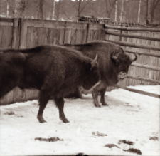 [Żubr Karat i Kawon przy paśnikach]