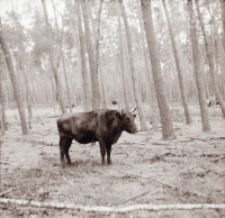 [Fotografie żubroni w Jeziorach Wielkich PGR Łęczno]