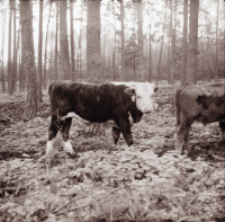 [Fotografie żubroni w Jeziorach Wielkich PGR Łęczno]