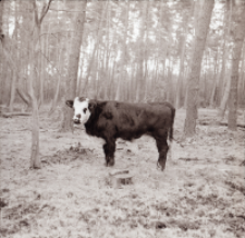 [Fotografie żubroni w Jeziorach Wielkich PGR Łęczno]
