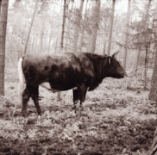 [Fotografie żubroni w Jeziorach Wielkich PGR Łęczno]