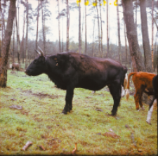 [Fotografie żubroni w Jeziorach Wielkich PGR Łęczno]