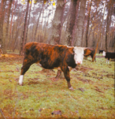 [Fotografie żubroni w Jeziorach Wielkich PGR Łęczno]