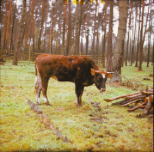 [Fotografie żubroni w Jeziorach Wielkich PGR Łęczno]