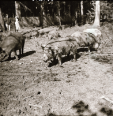 [Mieszańce świni i sus scrofa]