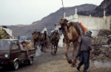 The Pashtuns of the Afridi group on camels, Khyber Pass (Iconographic document)