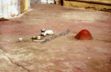 Sculptures from the shivaite Temple (Iconographic document)