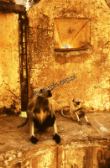 Monkeys in Amer (Iconographic document)