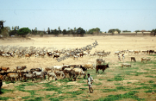 Karmienie stada krów podczas suszy, Bhuj (Dokument ikonograficzny)