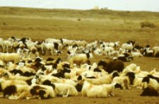Stado owiec, pasterze dheberiya rabari (Dokument ikonograficzny)