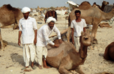 Animal market in Tilwara, Rajasthan (Iconographic document)