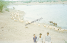 Stado owiec, pasterze dheberiya rabari (Dokument ikonograficzny)