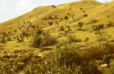 Herd of goats (Iconographic document)