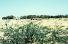 Clay houses of migratory groups (Iconographic document)