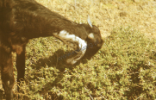 Goat (Iconographic document)